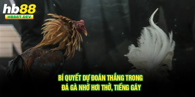 Bí quyết dự đoán thắng trong đá gà nhờ hơi thở, tiếng gáy