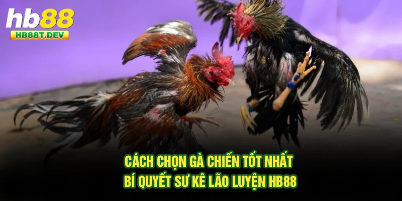 Cách Chọn Gà Chiến Tốt Nhất – Bí Quyết Sư Kê Lão Luyện Hb88