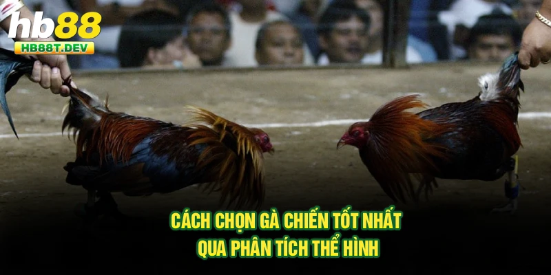 Cách chọn gà chiến tốt nhất qua phân tích thể hình