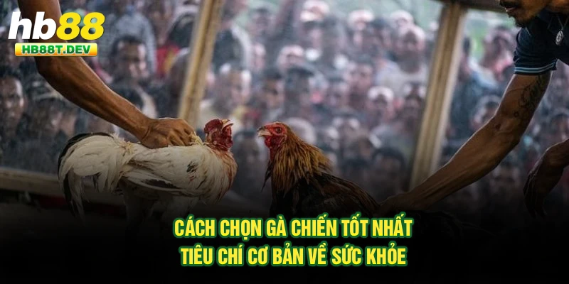 Cách chọn gà chiến tốt nhất - Tiêu chí cơ bản về sức khỏe