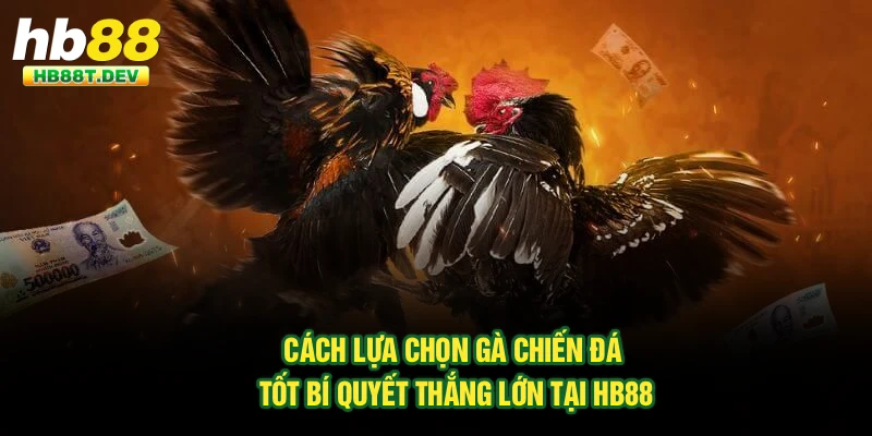 Cách Lựa Chọn Gà Chiến Đá Tốt – Bí Quyết Thắng Lớn Tại Hb88