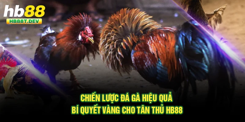 Chiến Lược Đá Gà Hiệu Quả – Bí Quyết Vàng Cho Tân Thủ Hb88