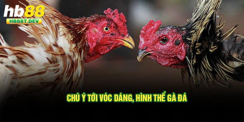 Chú ý tới vóc dáng, hình thể gà đá