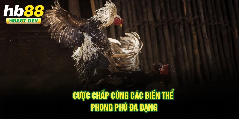 Cược chấp cùng các biến thể phong phú đa dạng