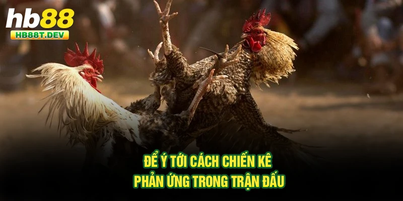 Để ý tới cách chiến kê phản ứng trong trận đấu