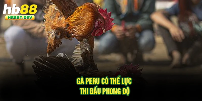 Gà Peru có thể lực thi đấu phong độ