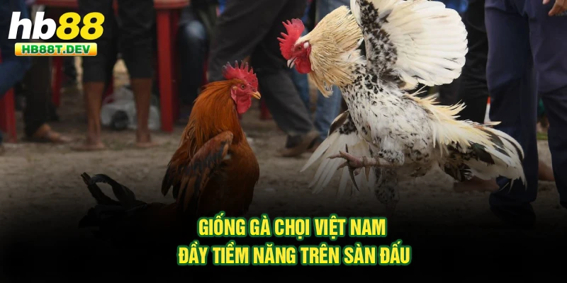 Giống gà chọi Việt Nam đầy tiềm năng trên sàn đấu