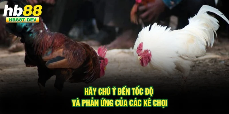 Hãy chú ý đến tốc độ và phản ứng của các kê chọi