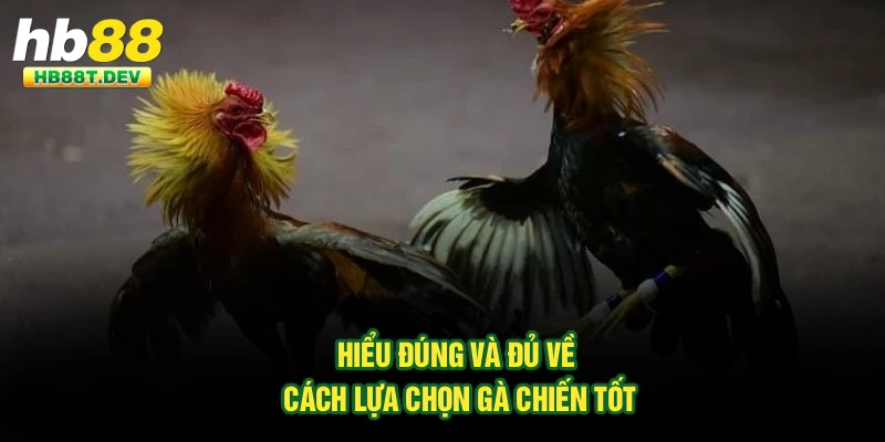 Hiểu đúng và đủ về cách lựa chọn gà chiến tốt