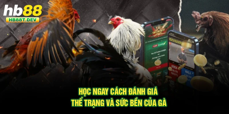 Học ngay cách đánh giá thể trạng và sức bền của gà