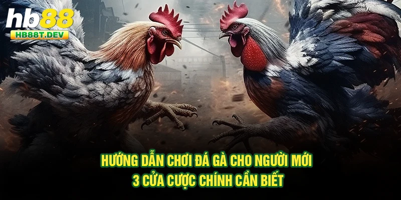 Hướng dẫn chơi đá gà cho người mới - 3 cửa cược chính cần biết