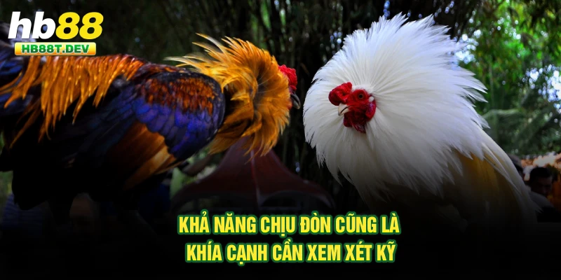 Khả năng chịu đòn cũng là khía cạnh cần xem xét kỹ