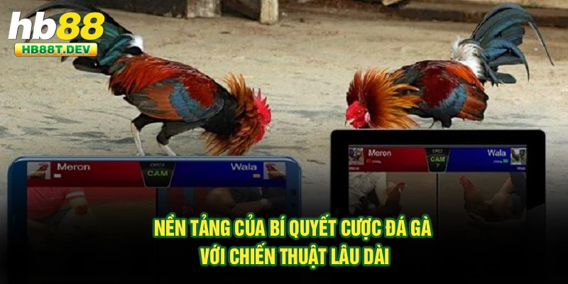 Nền tảng của bí quyết cược đá gà với chiến thuật lâu dài