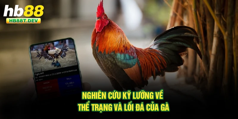 Nghiên cứu kỹ lưỡng về thể trạng và lối đá của gà