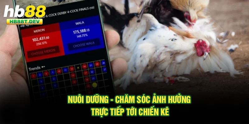 Nuôi dưỡng - chăm sóc ảnh hưởng trực tiếp tới chiến kê