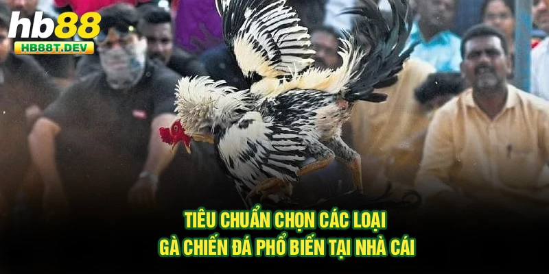Tiêu chuẩn chọn các loại gà chiến đá phổ biến tại nhà cái