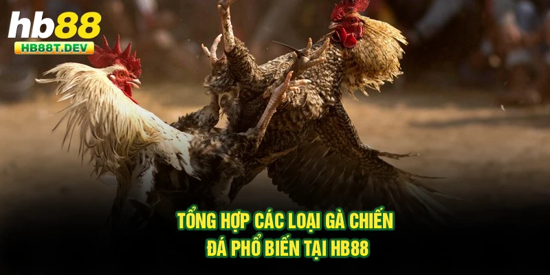 Tổng Hợp Các Loại Gà Chiến Đá Phổ Biến Tại Hb88