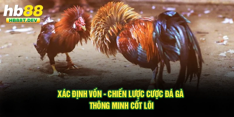 Xác định vốn - Chiến lược cược đá gà thông minh cốt lõi